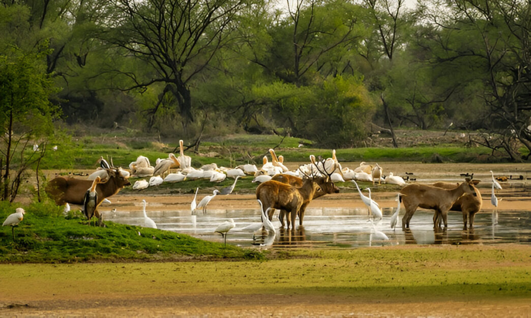 Indian wildlife