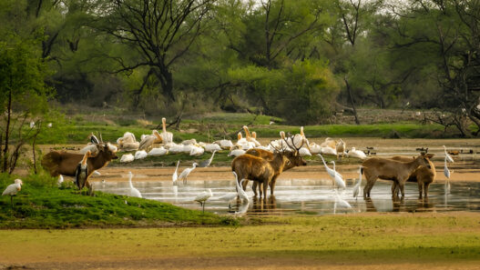 Indian wildlife