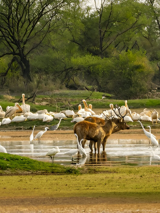 Indian wildlife