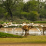 Indian wildlife